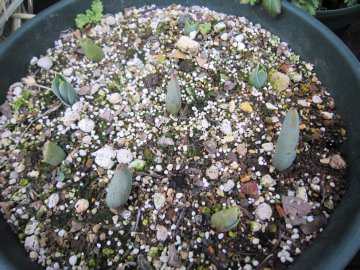 �`���[���b�v�̉�΂���Əo��������`