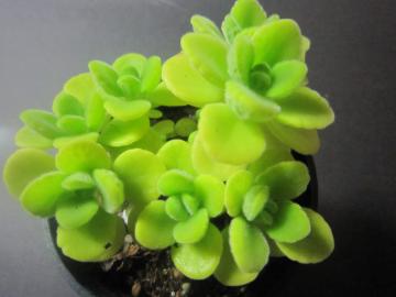 �n�[�u�̗l�ȍ��肪��݂��ɂȂ��āA�G�����Ⴄ�̂��`