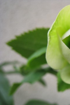 �O���[�������̍�����