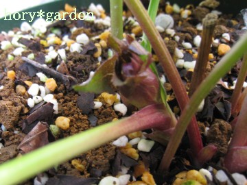 �n�c�C�G���[���������ꂳ��