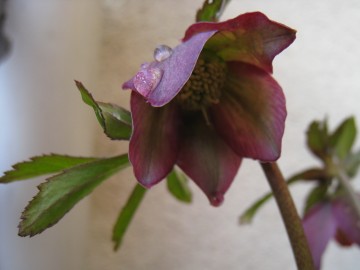 �u���܂�����̐����肪���񂴂��߂��ċ����Ă��A�S���c�v�@�@�@���߂�Ȃ����A�Ȍ�C�����܂��I�i���j