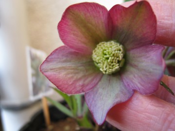 �肪�c�w�䂪�Ȃ����炢�r��Ă�i���j