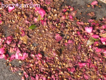 ����͂͂�͂炾���ǁc�c�o�L�̗��������c��������Ȃ����