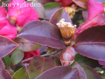 �c����́A�z��O���I����c�H�H�H