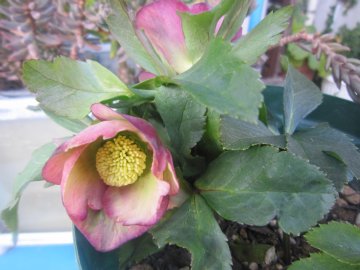 ���̐F�����A���܂�Ȃ���`