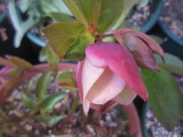 �m���Ƀo�C�J���[�ɂȂ��Ă�E�E�E�ˁB�B�B