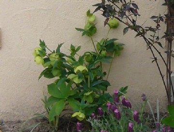 ��������ΐF�����Ă��ˁ`