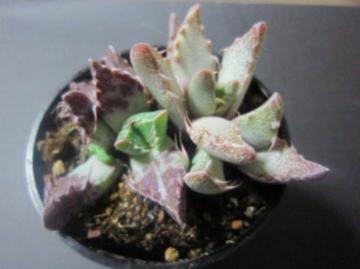 ���j�̌��݂����ł��傤�H