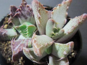 �Ђ�`�A���������ăG�C���A���H