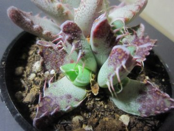 ���܂��͈�̉��ҁ`�H