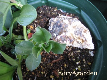 ���N�ɂ͂��̂܂ܒu���Ƃ��̂��ǂ��炵�����