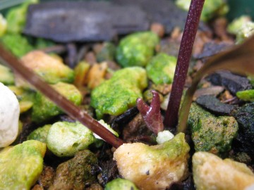 ���傱���Əo�܂�����