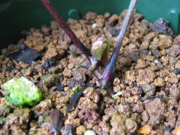 �ۂ��������Ă�c����������Ɗ����C���ɂ��������ǂ����Ȃ��H