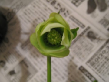 ���͋߂��̃N���X�}�X���[�Y�̓A�g���̂����ׂ����󕲉\��Ԃ���Ȃ�����c�B