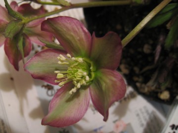 �J�b�v�炫�����s���Ă�̂�˂��A�A�g�����[�x���X���c�B�ł����̎q�̌`�E�F�A�����͍D���ł��I