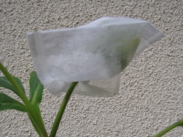 �͂��A�������ܑ劈��̋G�߂ł���