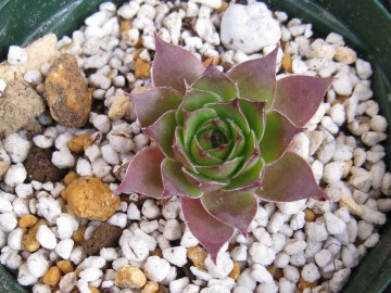 ���F���Ȃ�̂��~�܂��āA�Y��ɍg�t���āc�ق��I