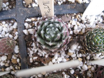 �����Ɩтł����������Ă���񂩂Ȃ��c���u�����`�r�g