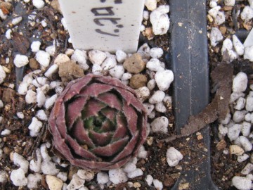 �����ɑ傫���Ȃ��ė~�����Ȃ��c���Ƒ傫���̂ɐA���ւ����A���E���h���r����