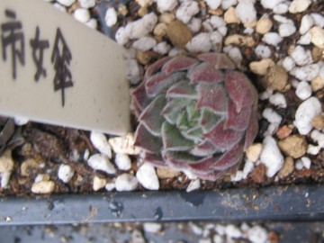 ���̖��ƁA�s���P�Ő���オ�����킟�c����̂����C�i�΁j