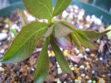 �Q���ĉԂ�z������́c�y�����ł���