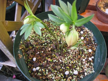 �o�V�b�Ɛ؂�߂��I�H�ł����ɗt���ς̐V�肪���邩��c���Ԃ���v��