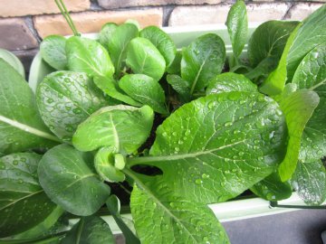 �m���ɑ傫���Ȃ��Ă���鏬���؂���A����������`