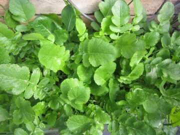 ���b�T���b�T�Ɩ΂��Ă���āA���x�͗t��������̖���u�߂ł����悤���ȁH