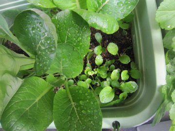 �E���ɏ����ȕc��������ł���H�T���Ē����Ă���܂�