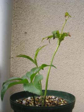 �A�v���撣��I�I�I�A�v���撣��I�I�I