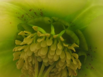 �ق�̂�Ɓc�O���[���̃X�|�b�g