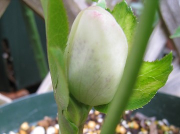 ���p�ł��X�|�b�g��������`������