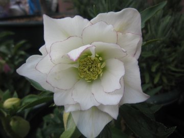 �s�R�e�B�[�����Ă��Ȃ�āE�E�E���ӂ�