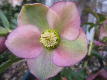 ���ꂪ�z���g�̃o�C�J���[�H