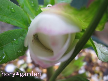 ���͂́A�����̎q�F��I��ĂĂ�l�Ɏ���Ɖ����炫���₟�I