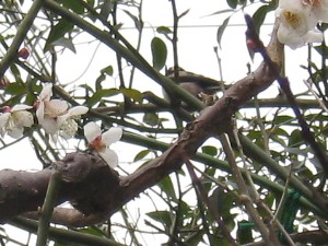 �F�̓J���t���łȂ��c���m�g�[���B