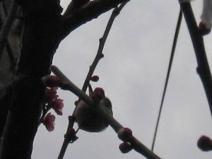 �ǂ�����Ƒ����c