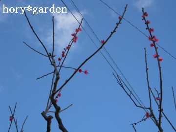 �󂪐��Ȃ��c�B