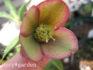 ���b�L�[���Ċ�����S�̗]�T���A�F�l�̒��ɐ��܂�܂��悤�ɁI