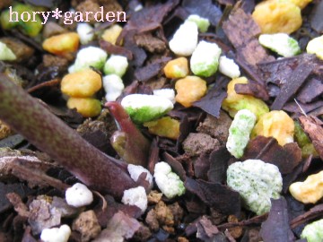 �傫�ȗt�ɂȂ��ĂˁB