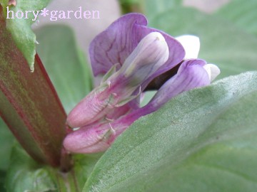 �󓤂̂����b���撣��Ȃ���I