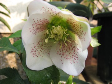 �`�����́c�z���C�g�X�|�b�gss�ł��ˁB