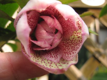 �n�����́c�z���C�g�l�b�gdd�ɋ߂����ǁc�x�C�����X�|�b�g�����������ˁB