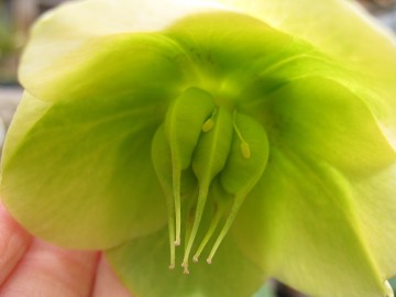 ��z���������Ď킪���܂��悤�ɁI�I�I