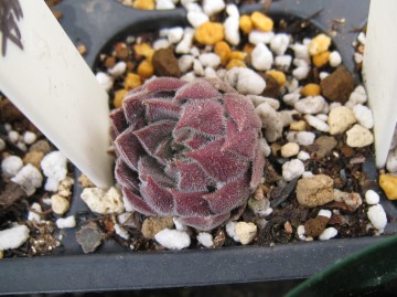 �ׂ����Y�т������ρ[���I