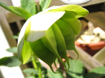 2/24��z������c��J�������炢���ȁI�H