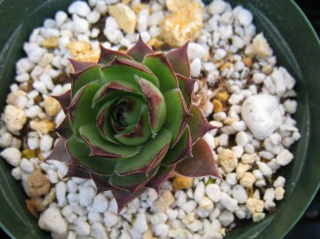 �S�Ȃ������a���傫���Ȃ��Ă�����˂��H