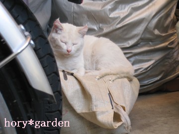 �����񂱂ƃo�C�N�z���Ɂc�B