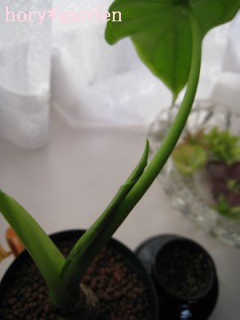 �ӂӂӁA�N���N�����ʔ����Ȃ��I