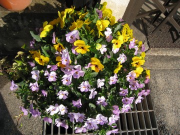 ���܂ɉԃK���E�݂������ڂ肵�܂��i��΁j